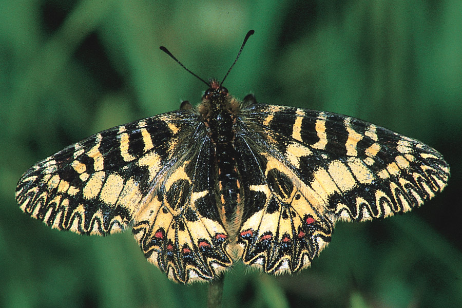 Zerynthia polyxena